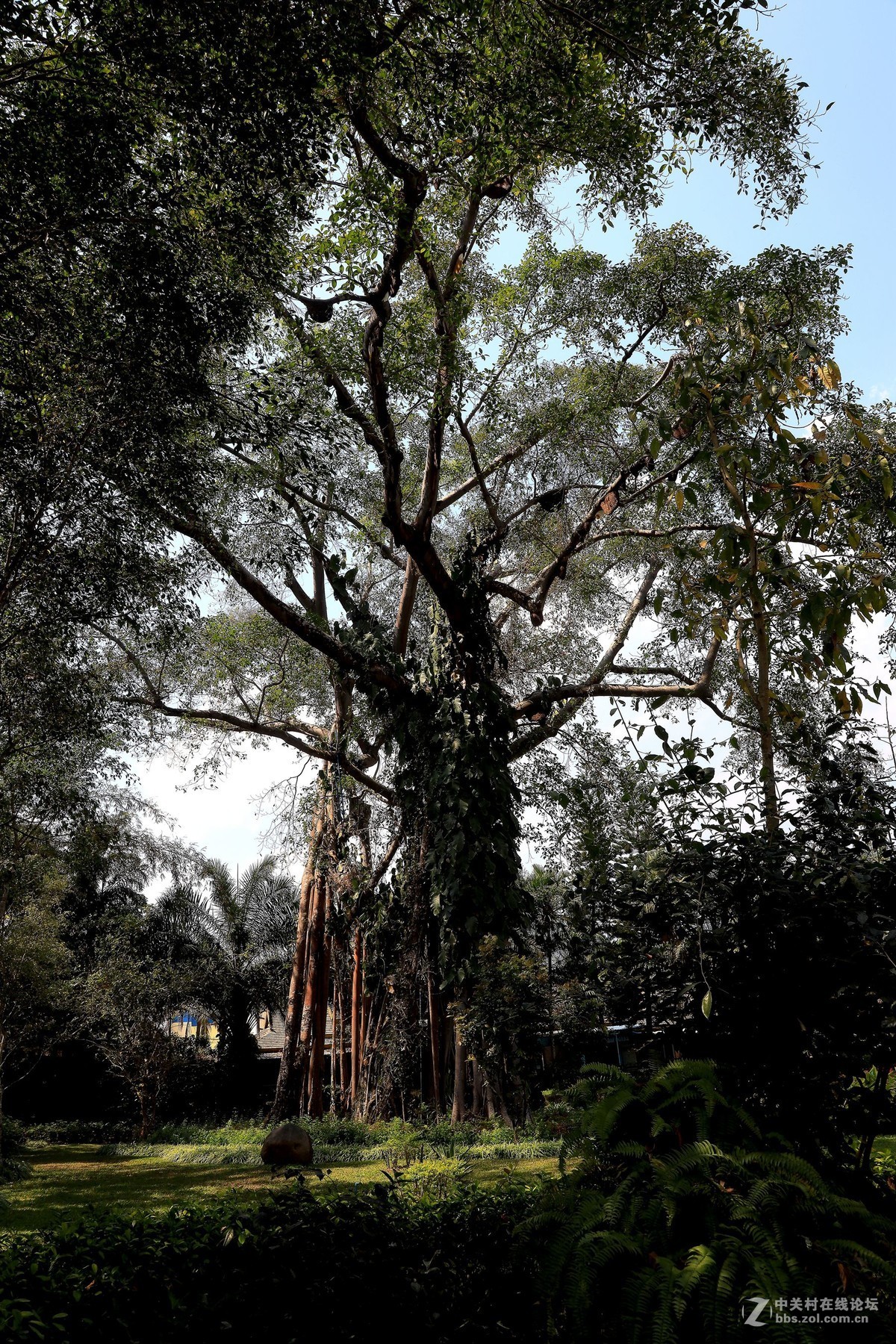 云南西双版纳之旅——〈11〉独树成林景区