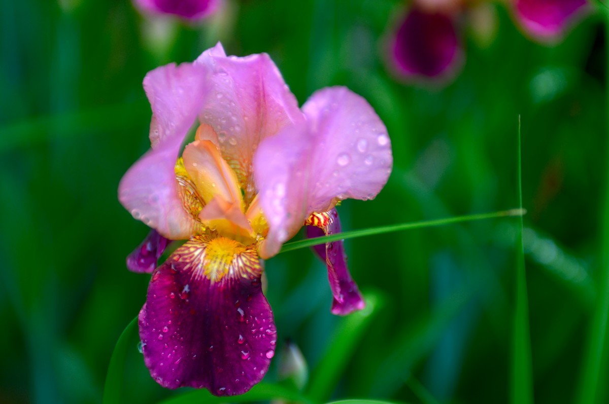 紫红色的鸢尾花