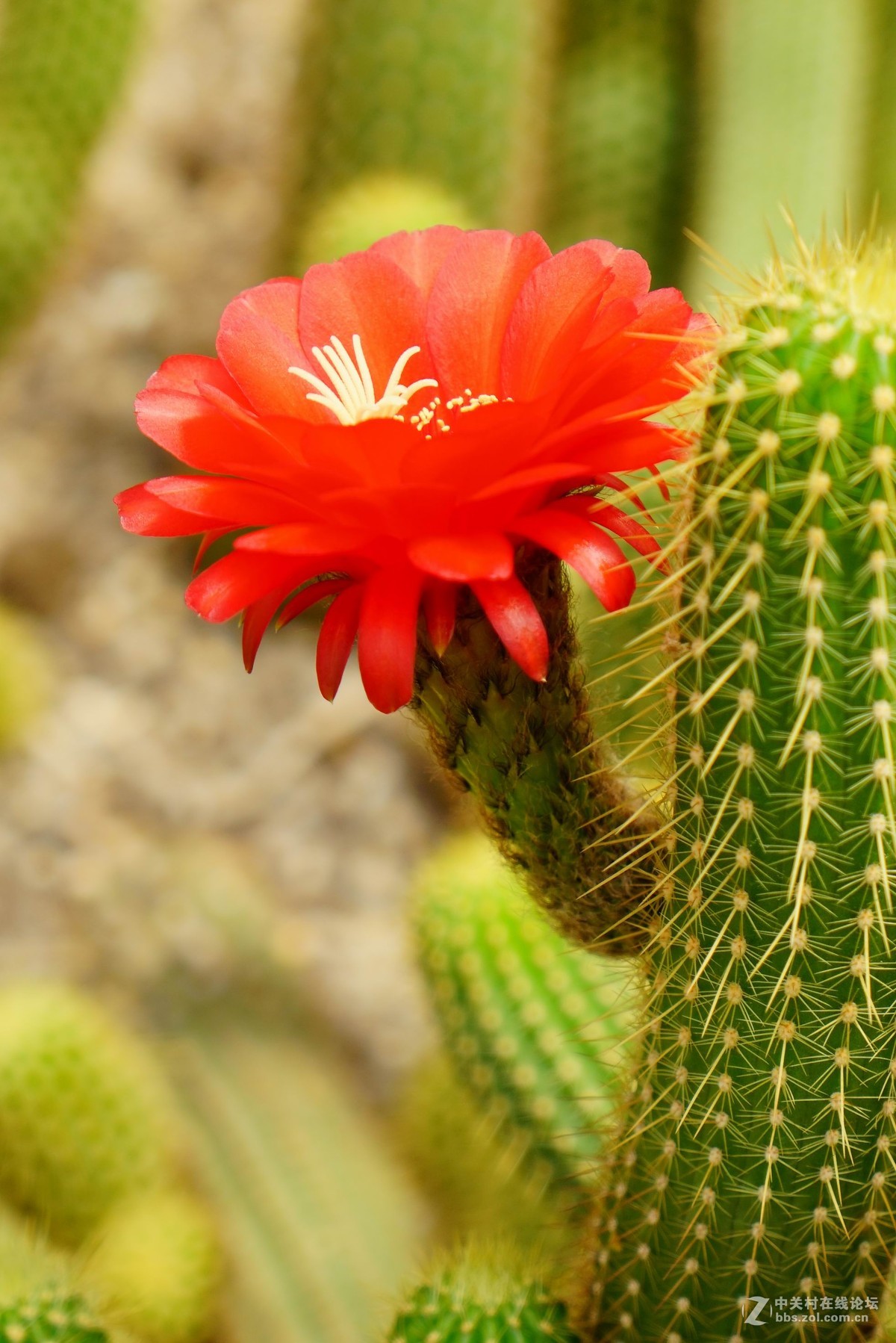 仙人掌花与仙人球花