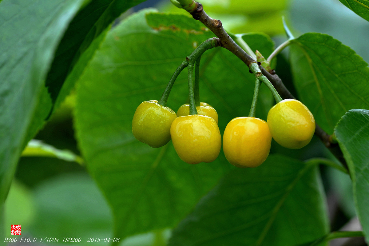 樱桃快熟了