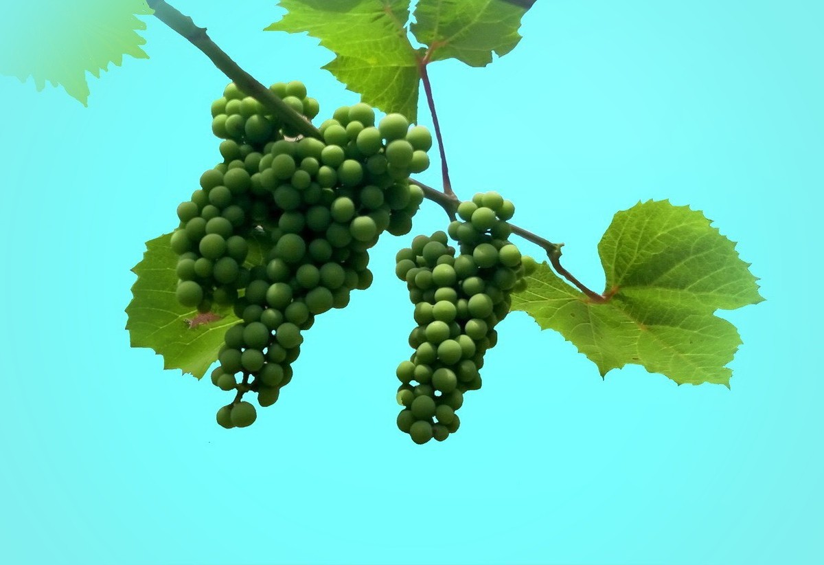 小院里的青葡萄