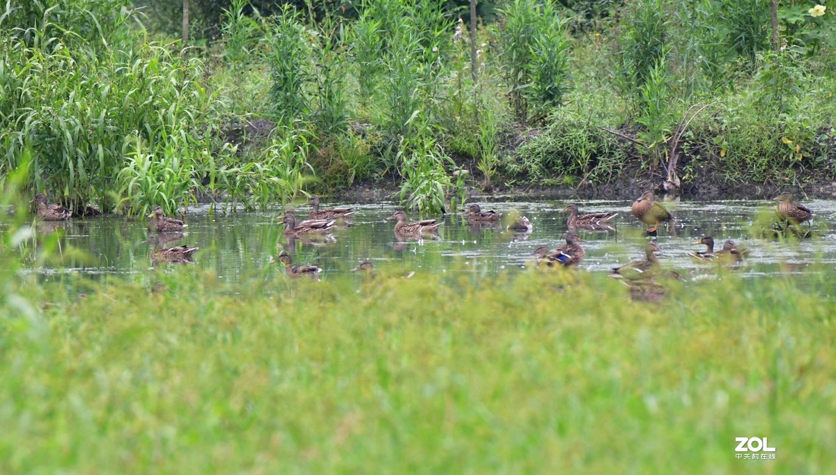 D850 逆光阴影部位的色彩偏移    非正试拍摄