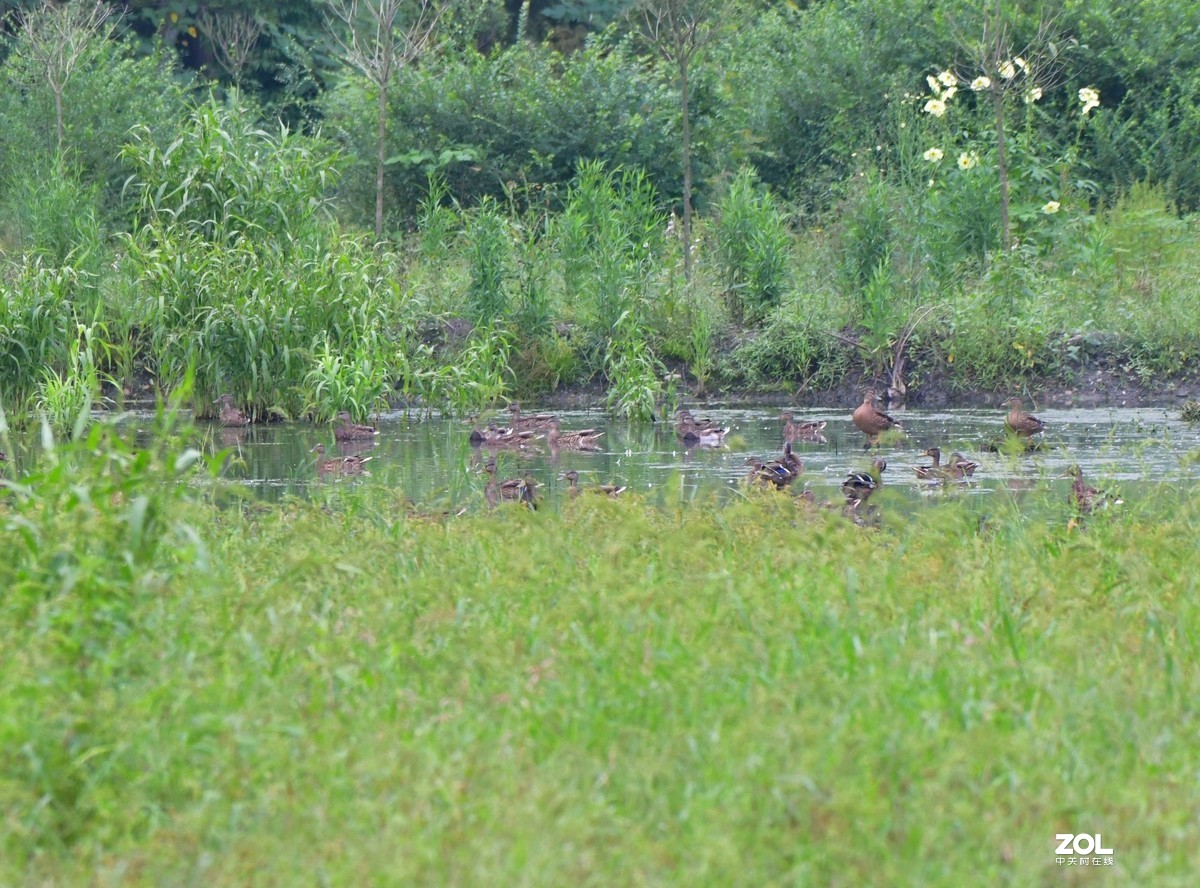 D850 逆光阴影部位的色彩偏移    非正试拍摄