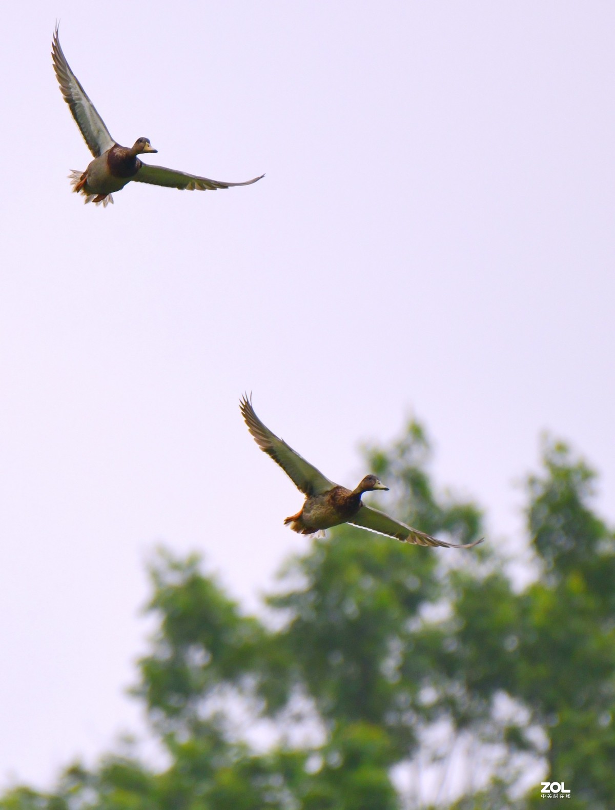 D850 逆光阴影部位的色彩偏移    非正试拍摄