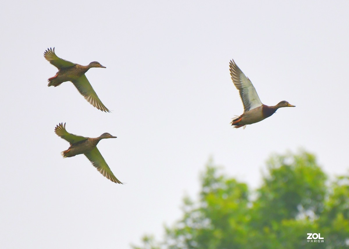 D850 逆光阴影部位的色彩偏移    非正试拍摄