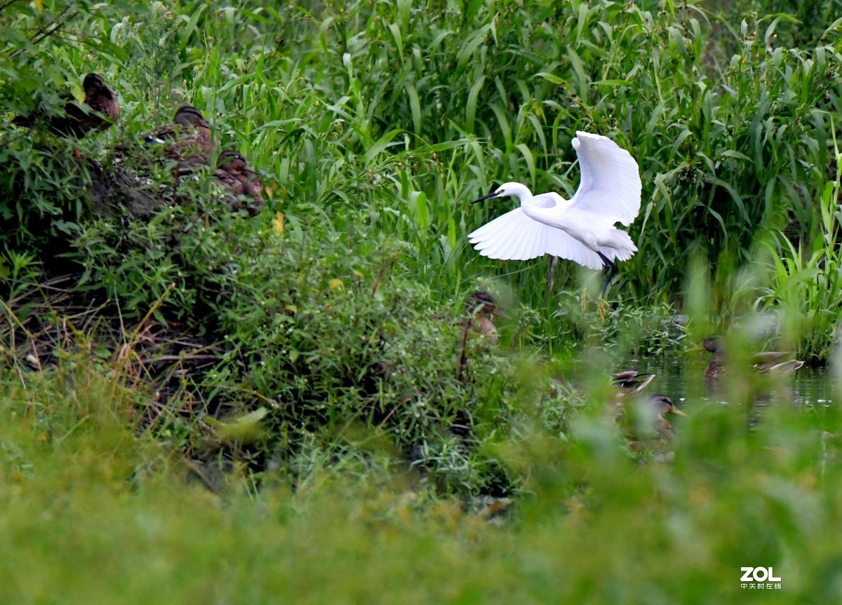 D850 逆光阴影部位的色彩偏移    非正试拍摄