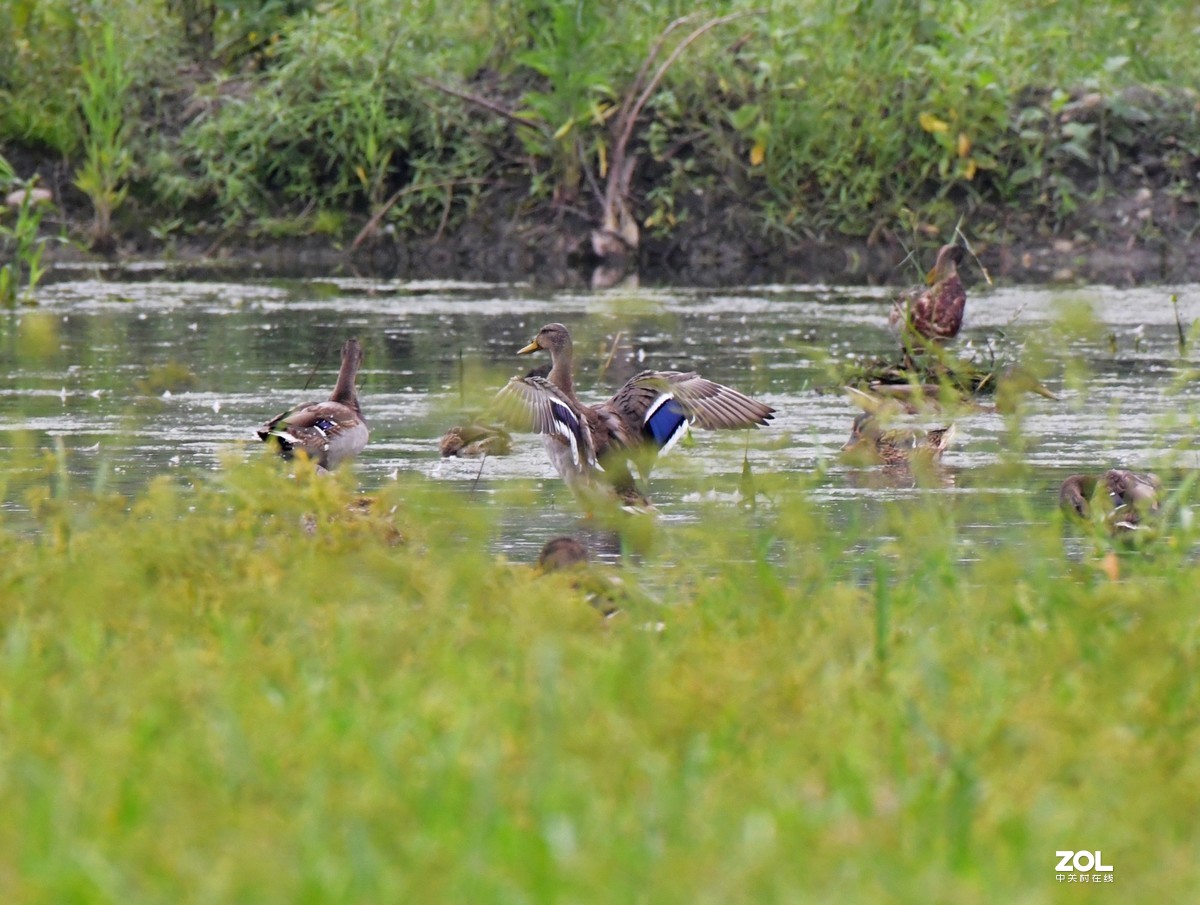 D850 逆光阴影部位的色彩偏移    非正试拍摄