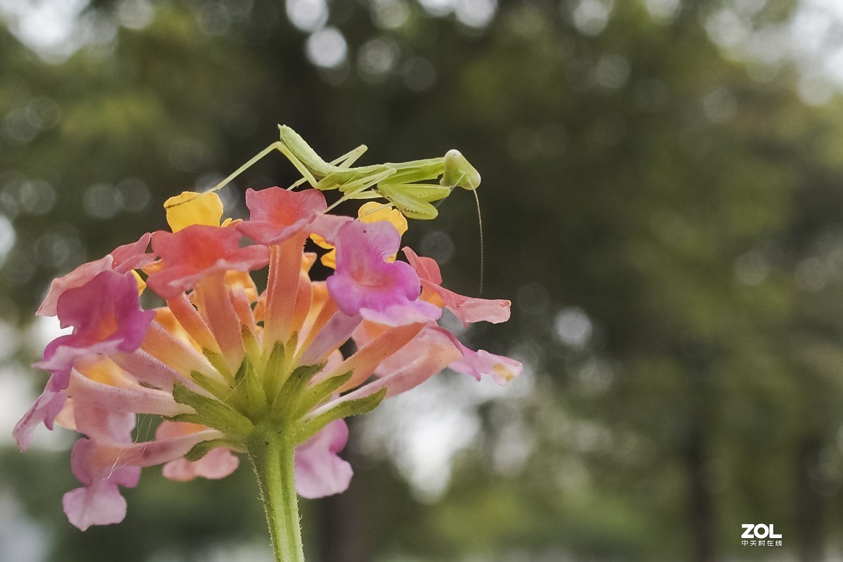 听说它爷爷能捕蝉