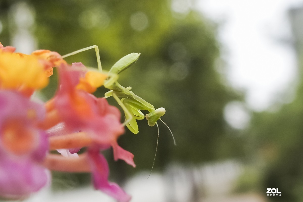 听说它爷爷能捕蝉