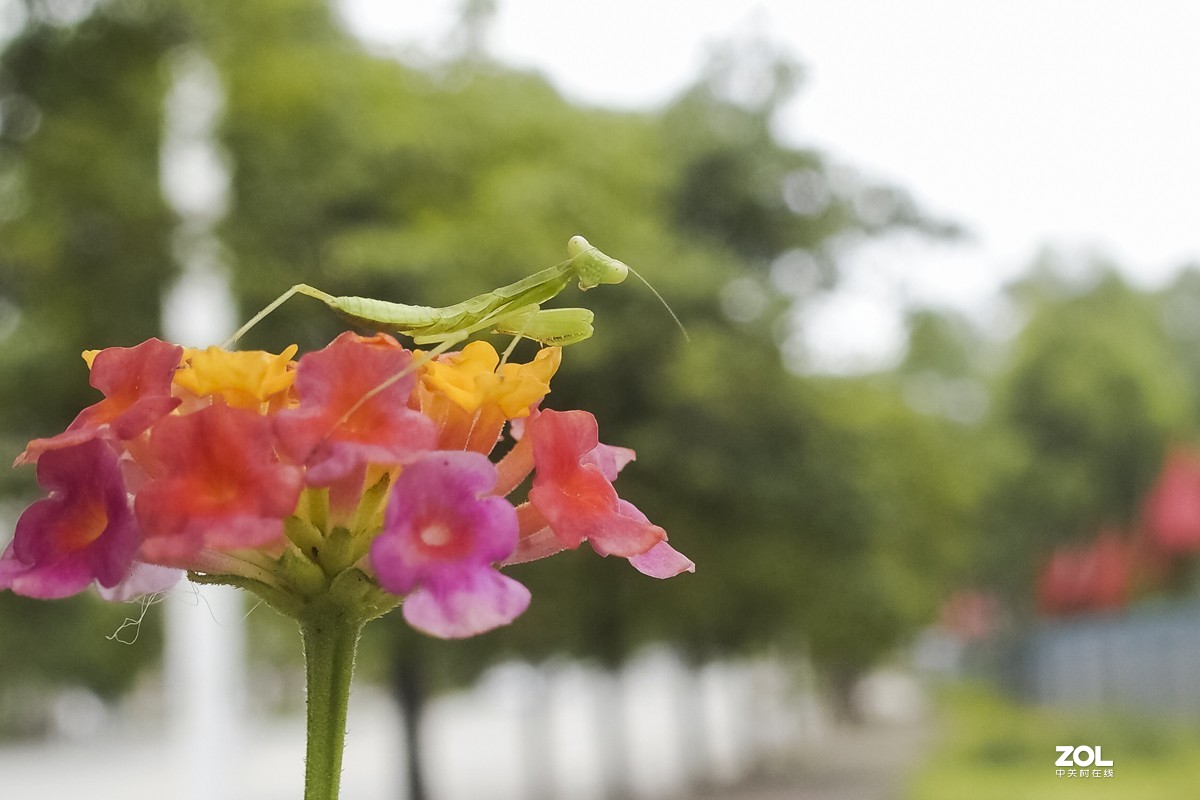 听说它爷爷能捕蝉