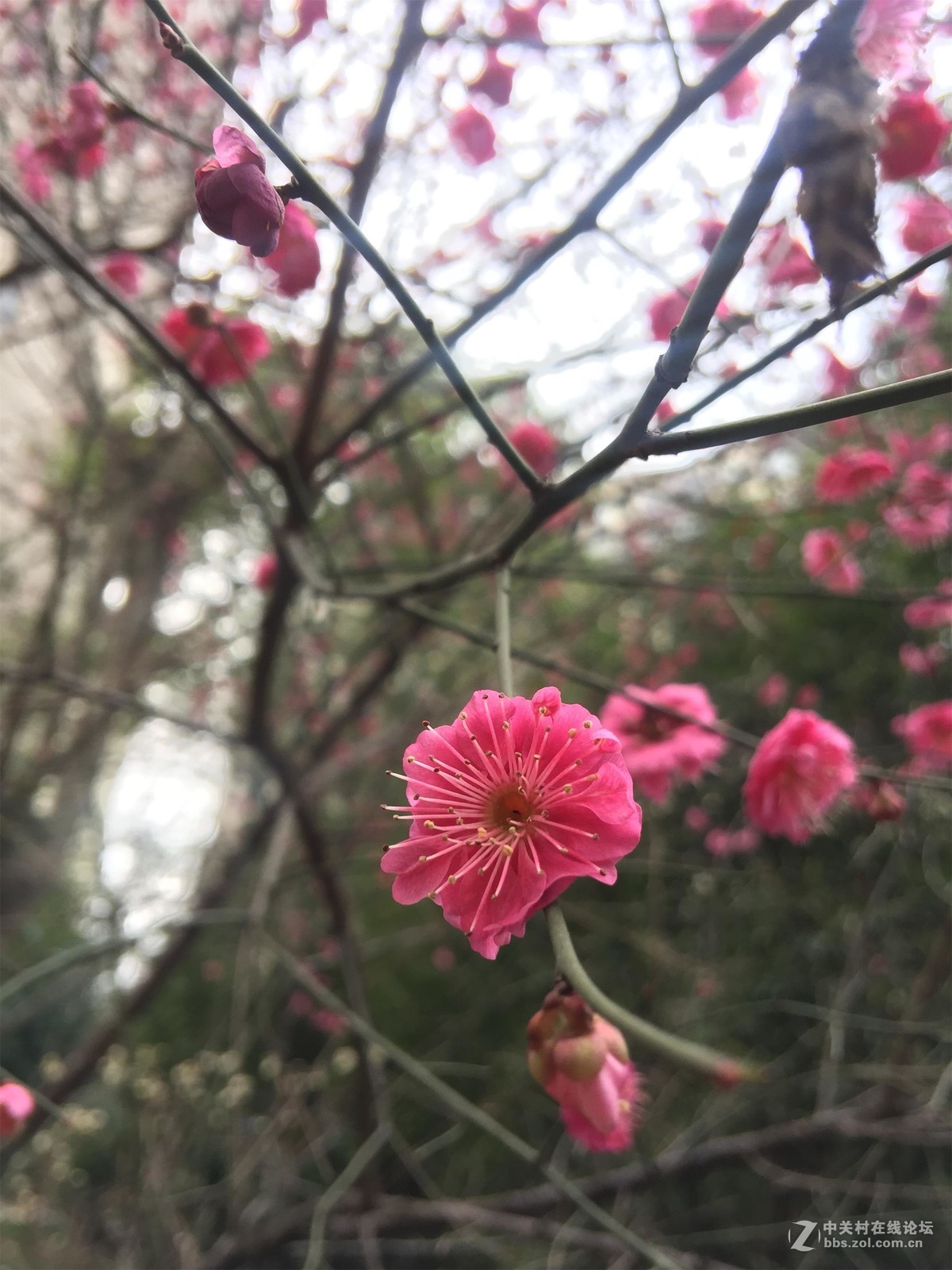 花卉一组