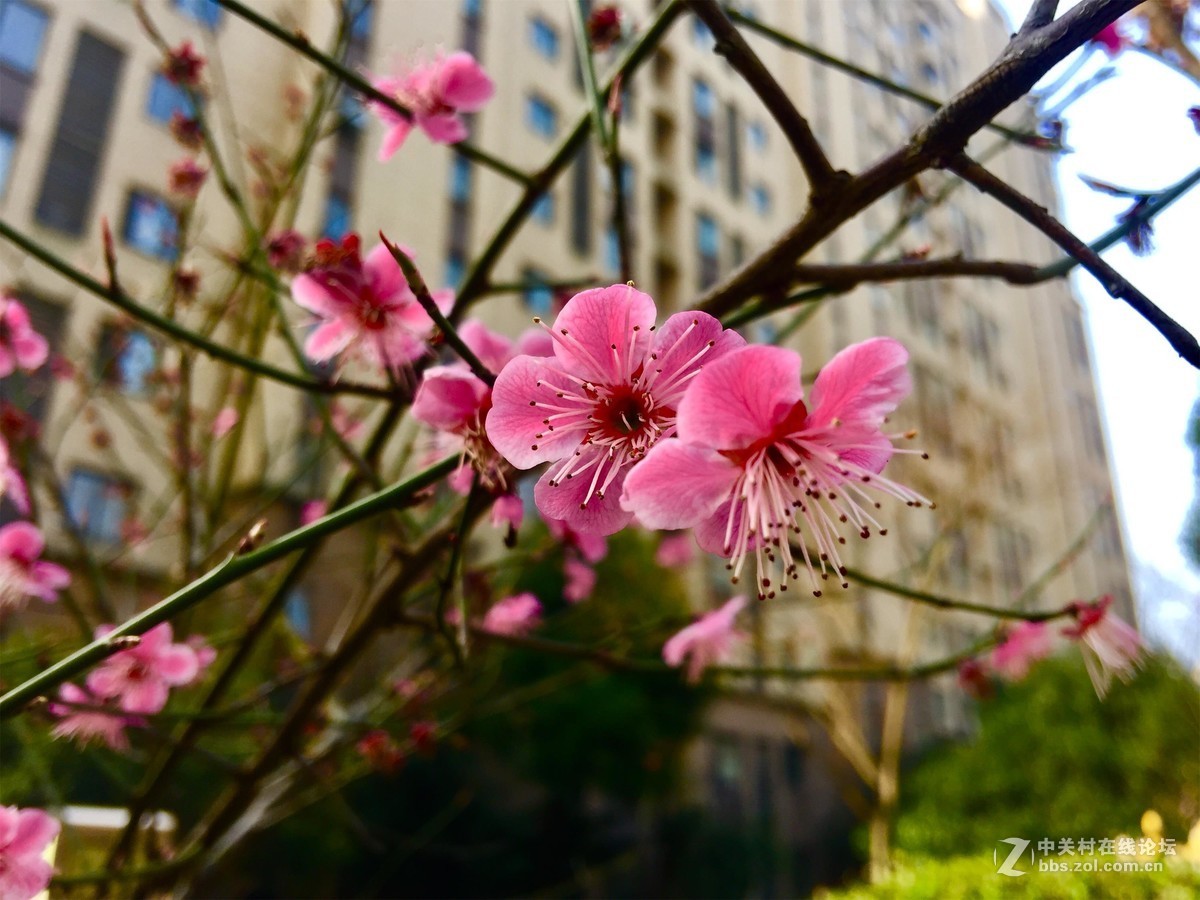 花卉一组