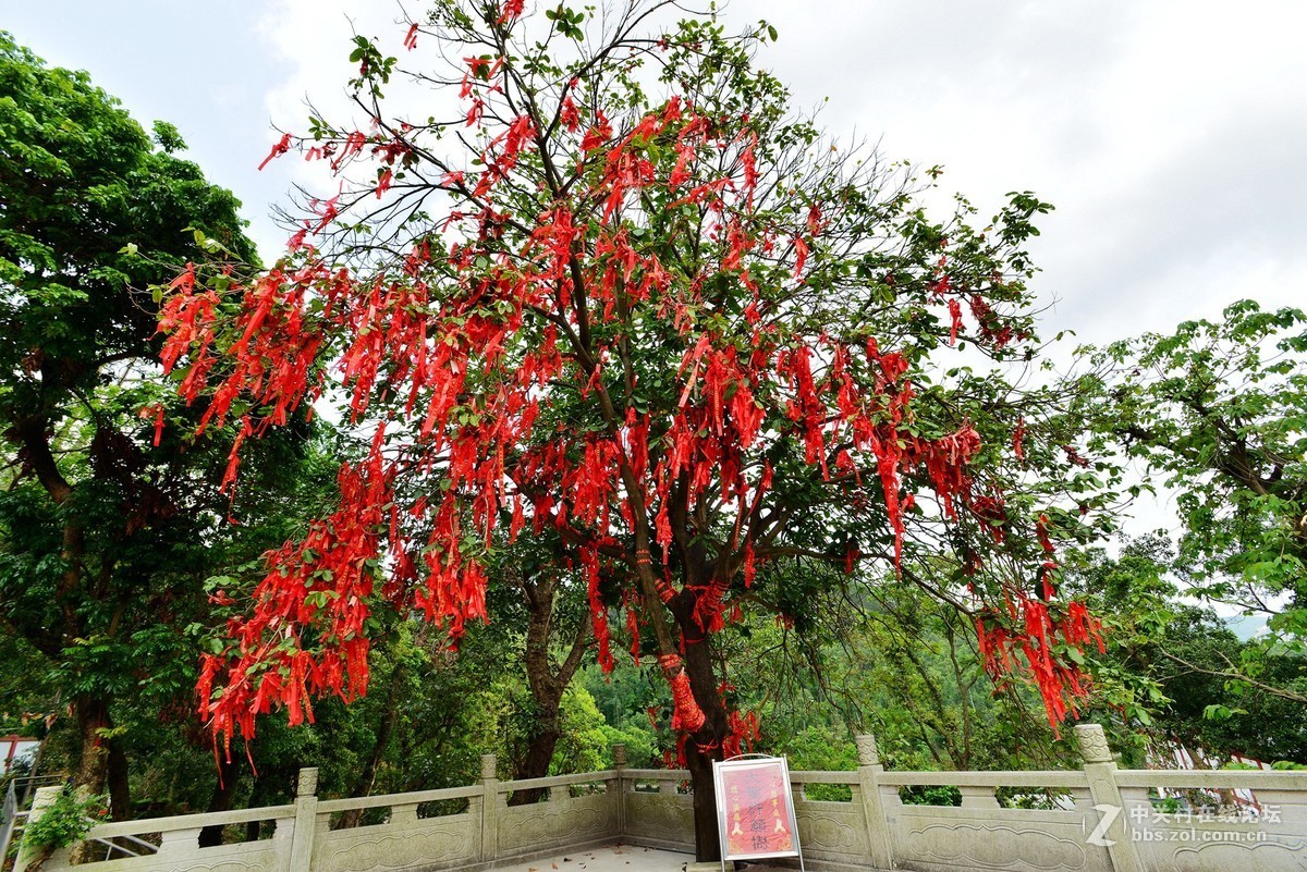 三月上将军山大圣寺吸收灵气