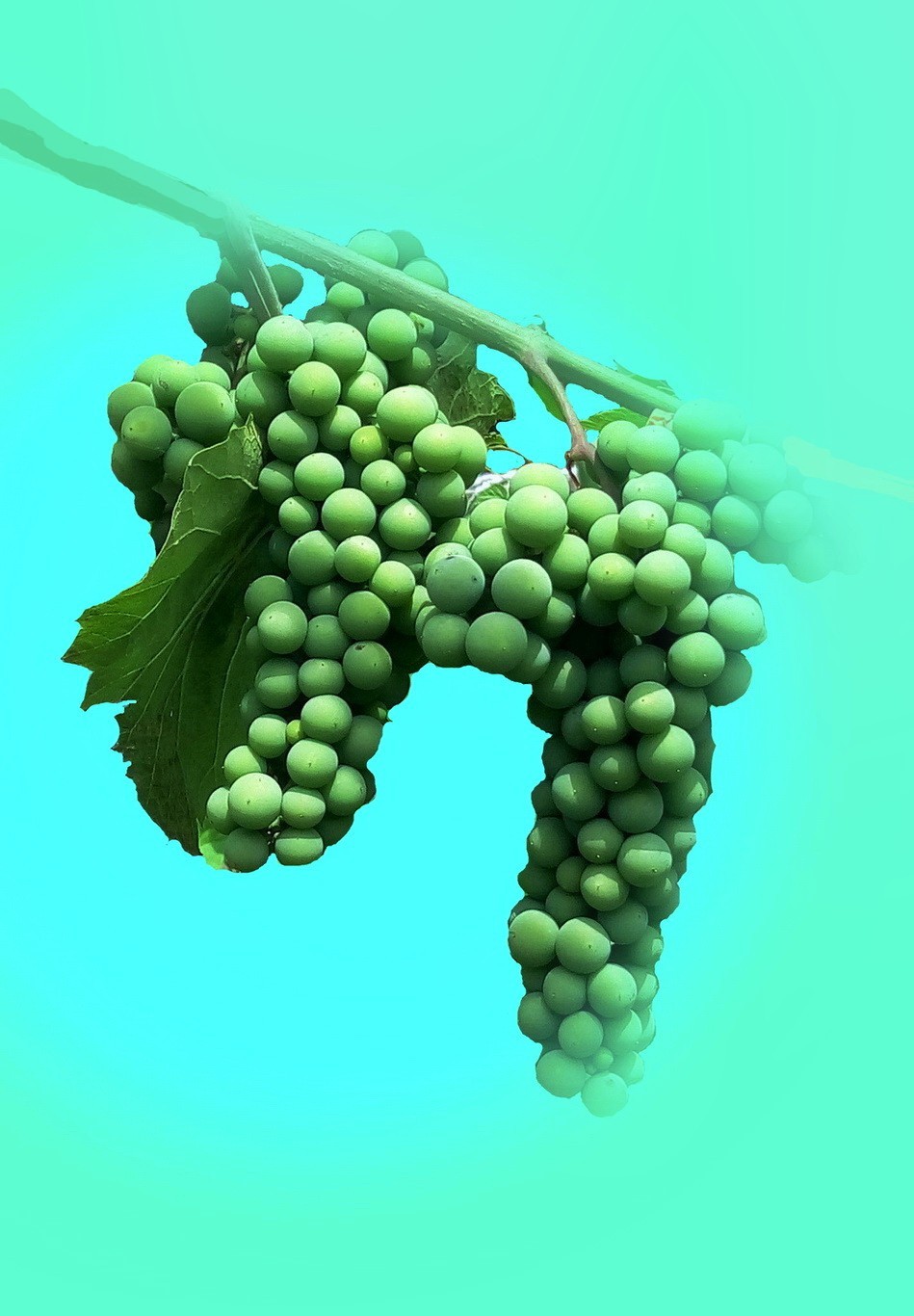 小院里的青葡萄