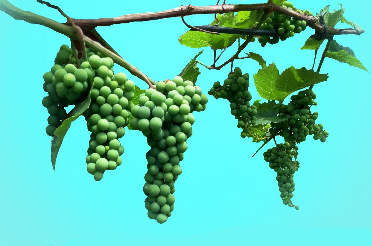 小院里的青葡萄