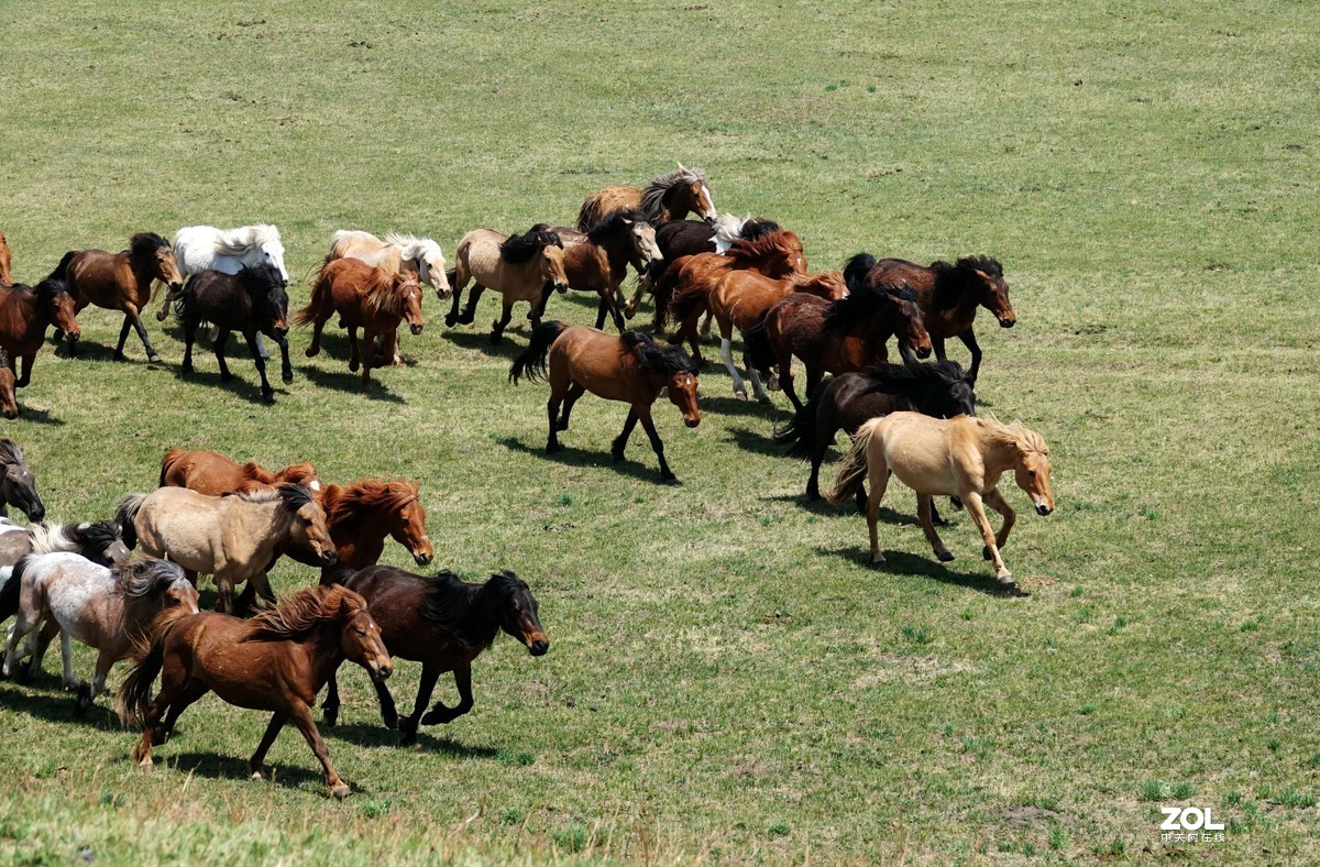 乌兰布统游拍…奔驰的骏马 【二】