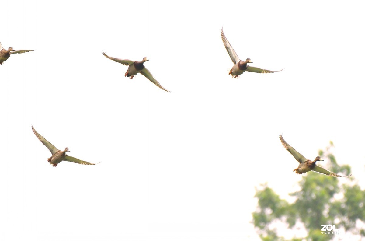 D850 逆光阴影部位的色彩偏移    非正试拍摄