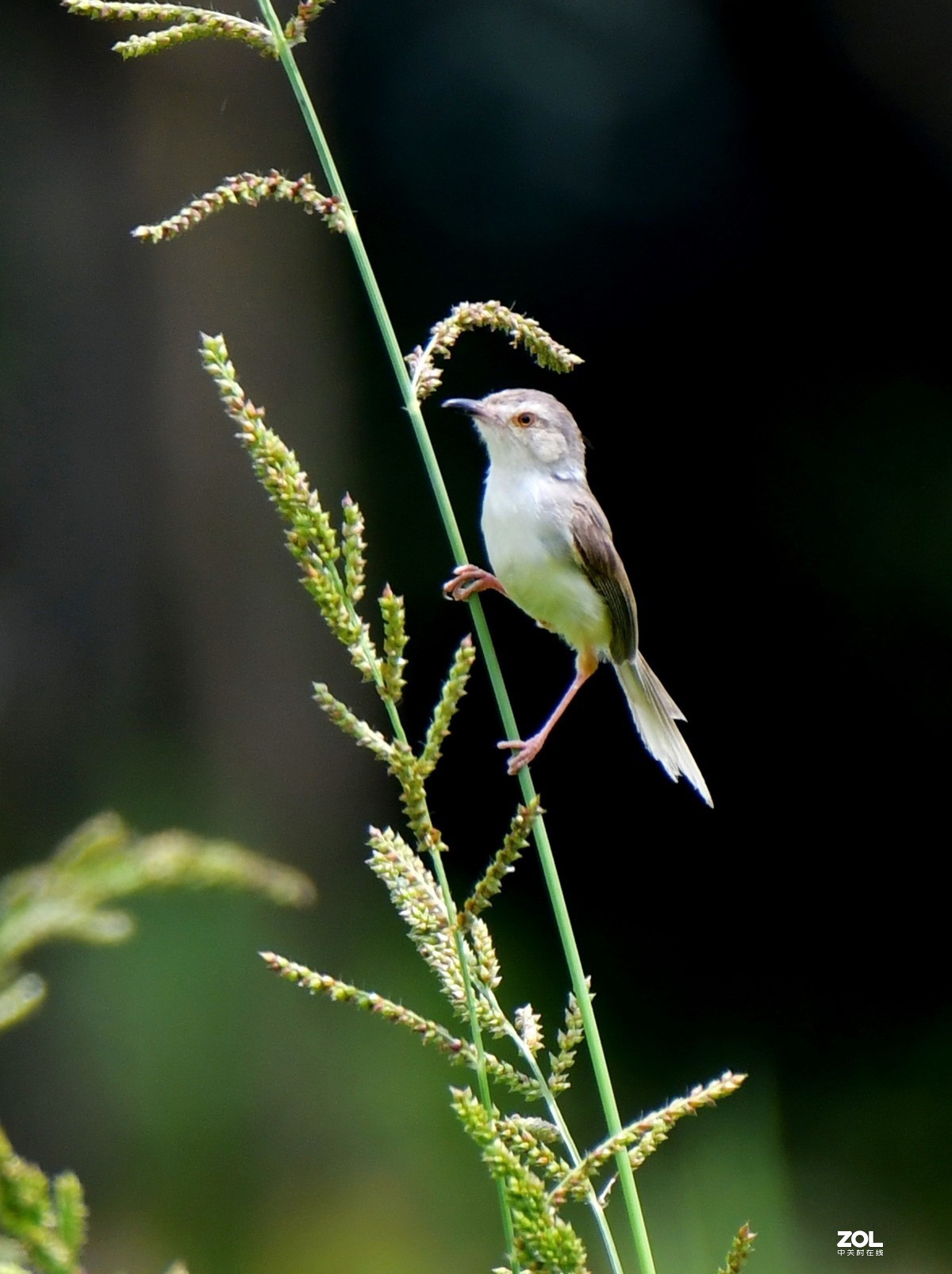 D850 逆光阴影部位的色彩偏移    非正试拍摄