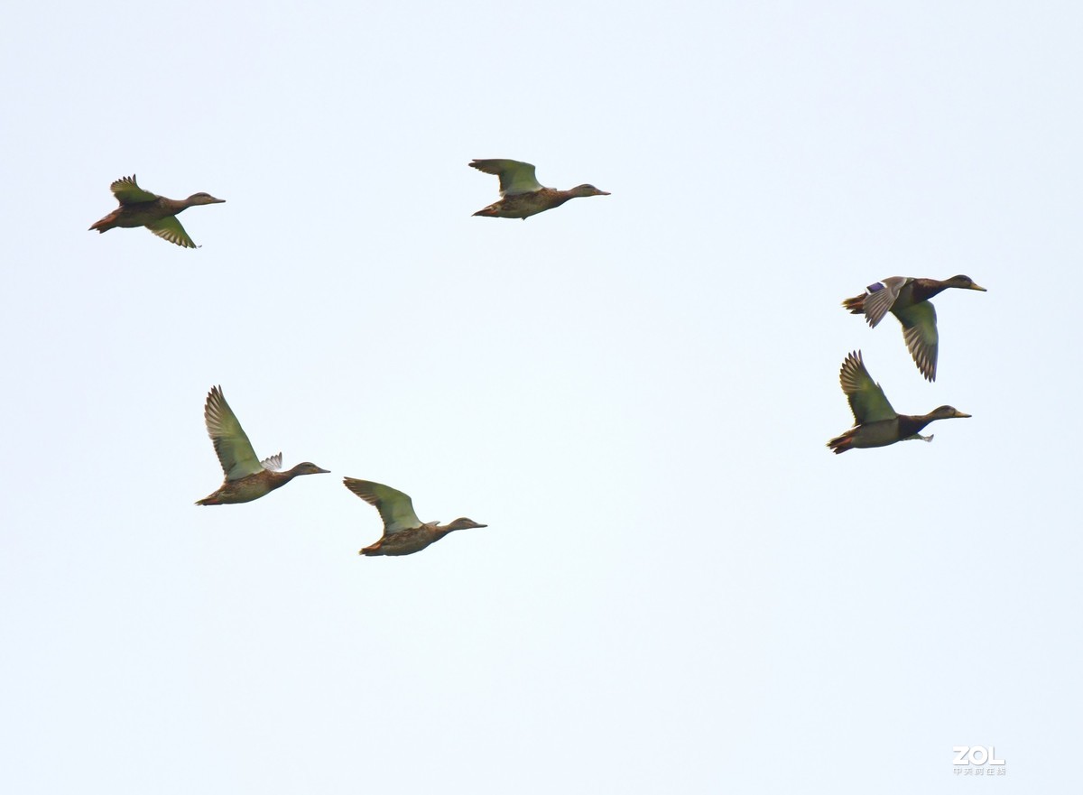 D850 逆光阴影部位的色彩偏移    非正试拍摄