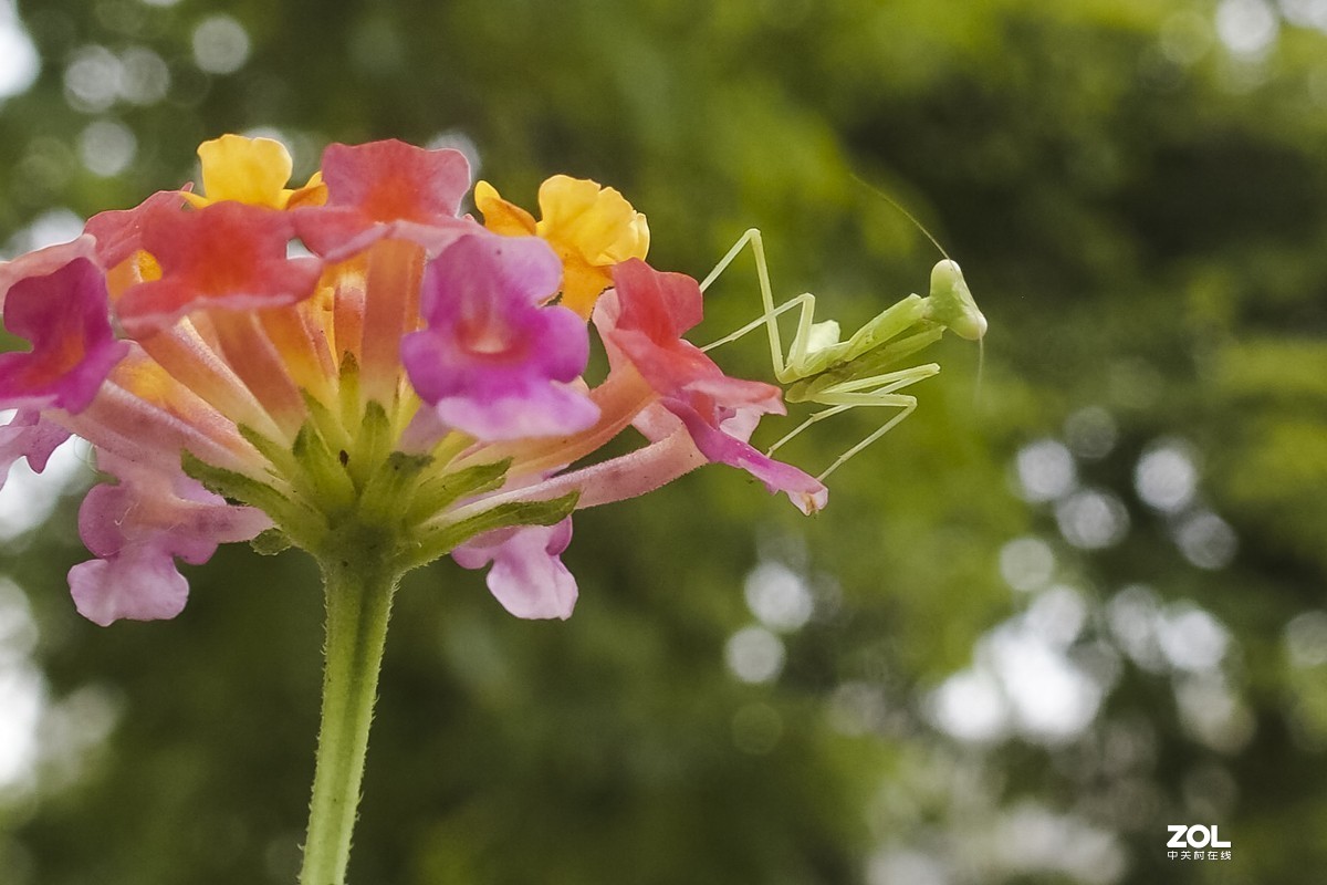 听说它爷爷能捕蝉