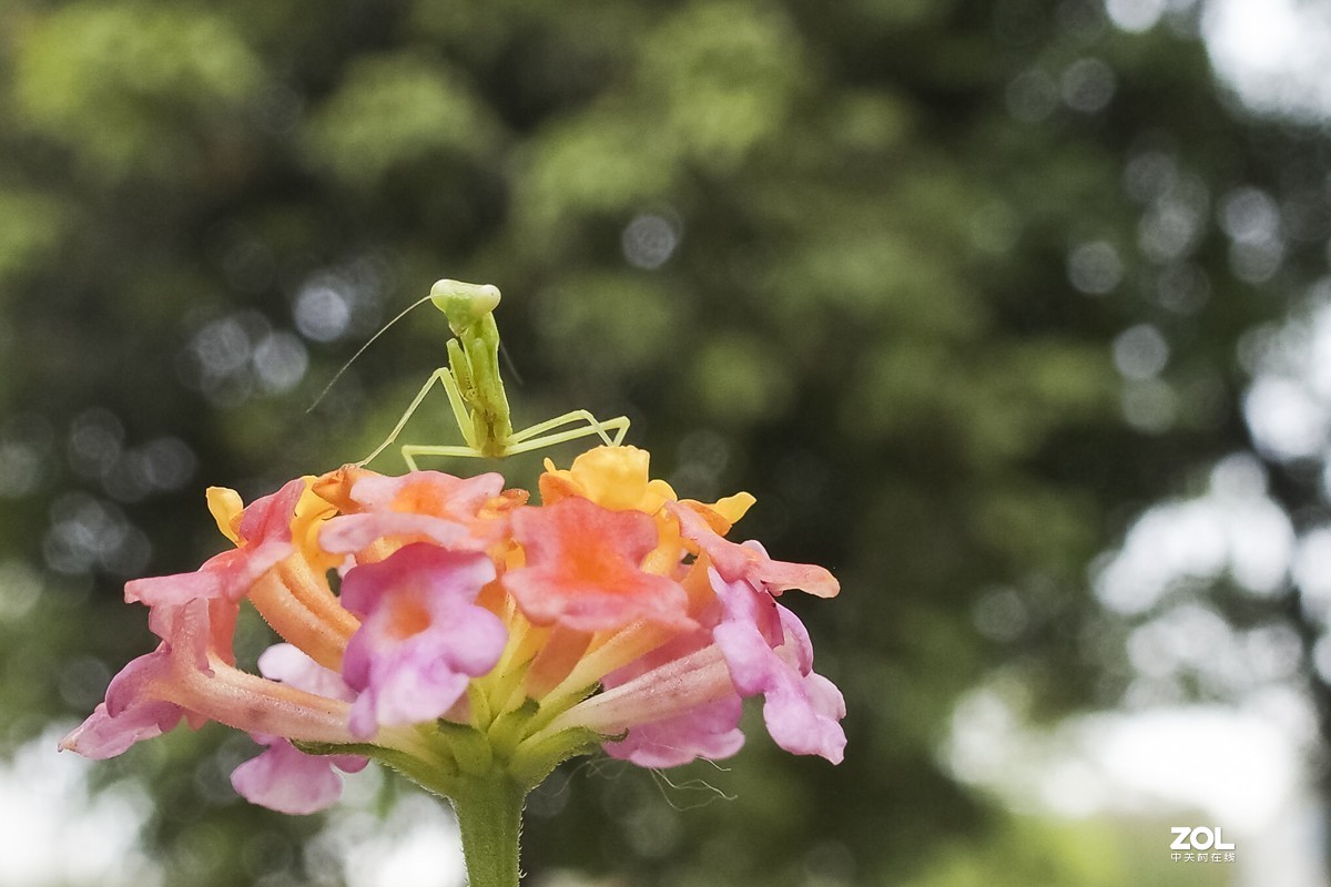 听说它爷爷能捕蝉