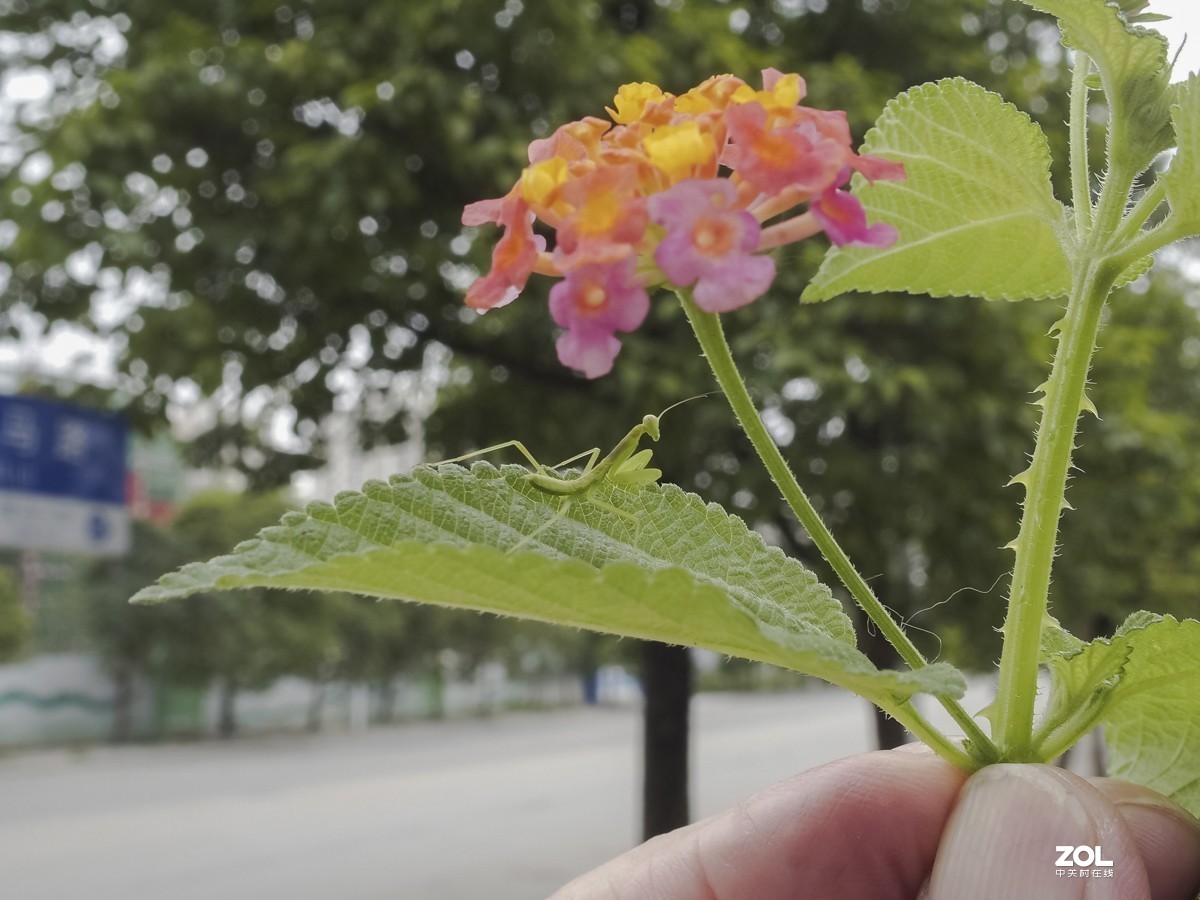 听说它爷爷能捕蝉