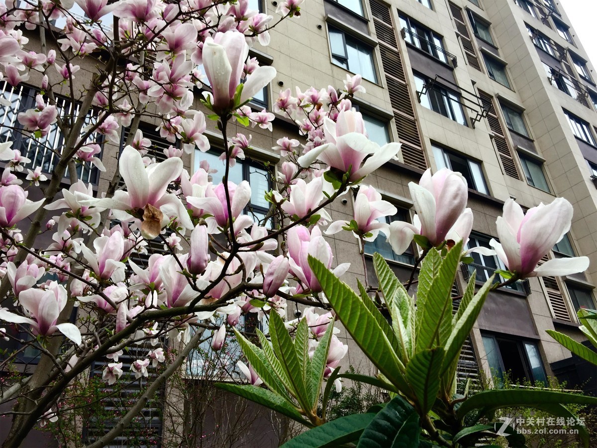 花卉一组