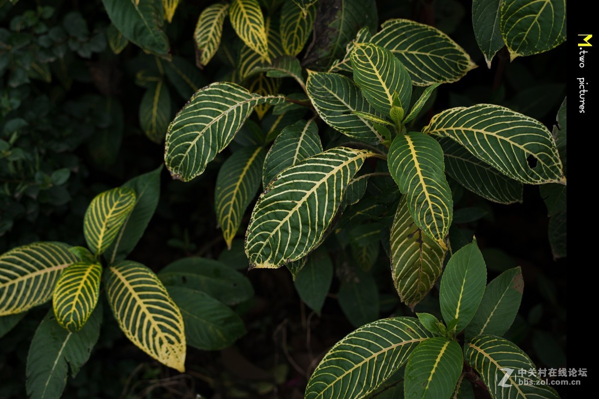 尼康夜之眼 58mm F1.4G 杂锦