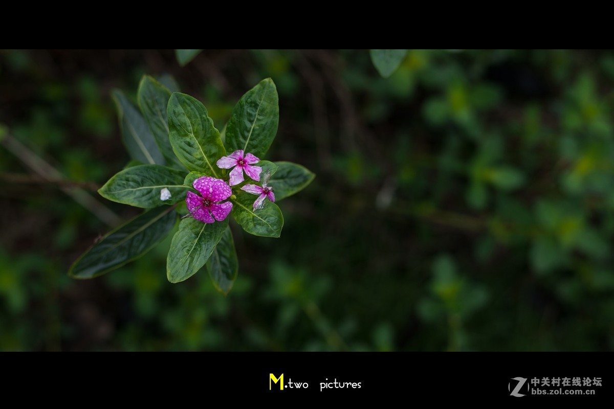 尼康夜之眼 58mm F1.4G 杂锦