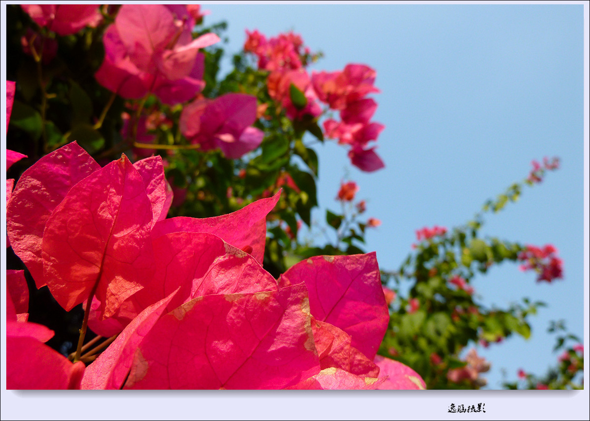 篱笆墙外的那一茬三角梅