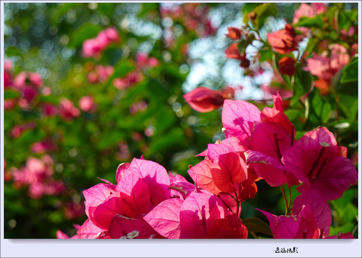 篱笆墙外的那一茬三角梅