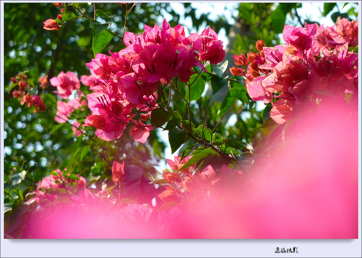 篱笆墙外的那一茬三角梅