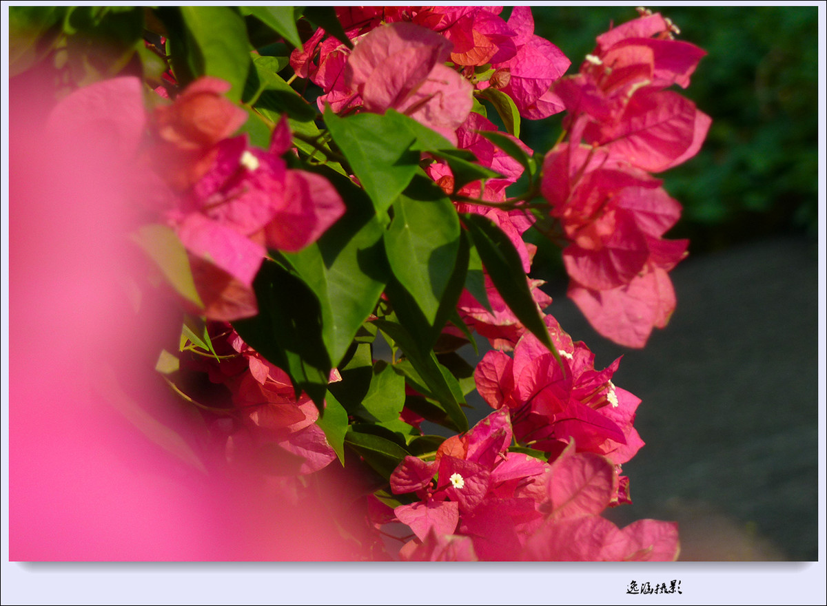 篱笆墙外的那一茬三角梅