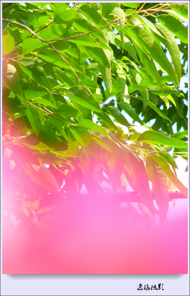 篱笆墙外的那一茬三角梅