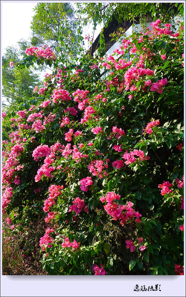 篱笆墙外的那一茬三角梅