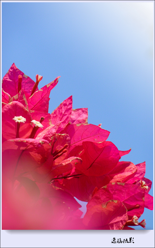 篱笆墙外的那一茬三角梅