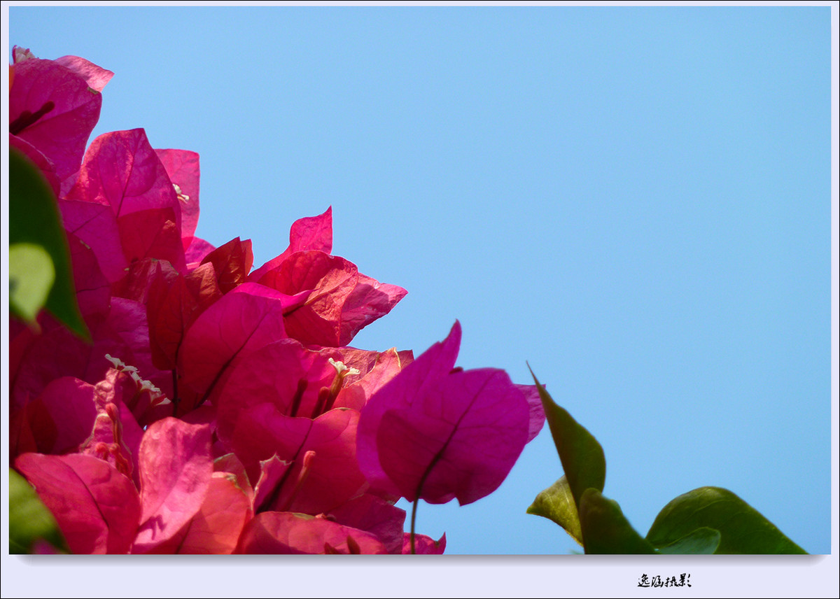 篱笆墙外的那一茬三角梅