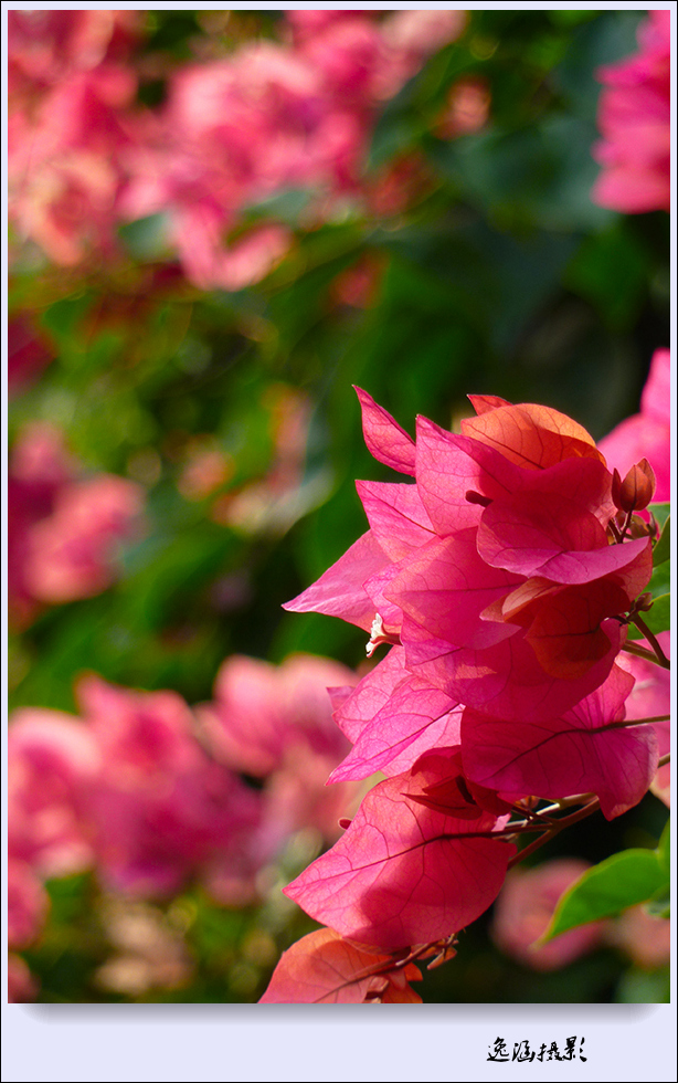 篱笆墙外的那一茬三角梅