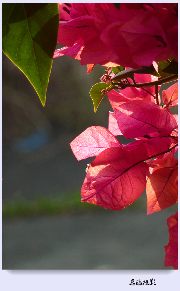 篱笆墙外的那一茬三角梅