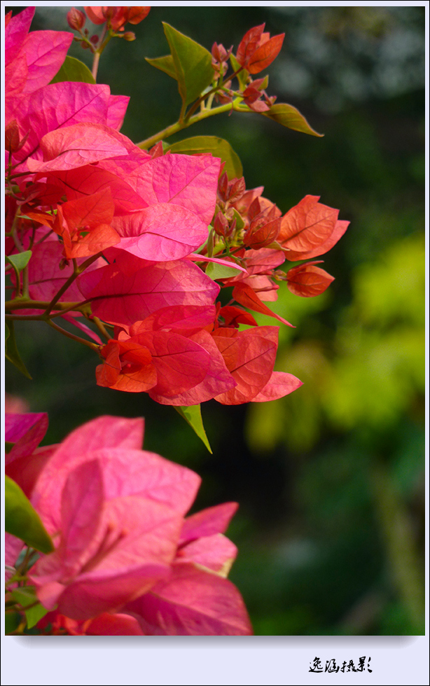 篱笆墙外的那一茬三角梅