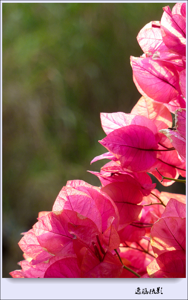 篱笆墙外的那一茬三角梅