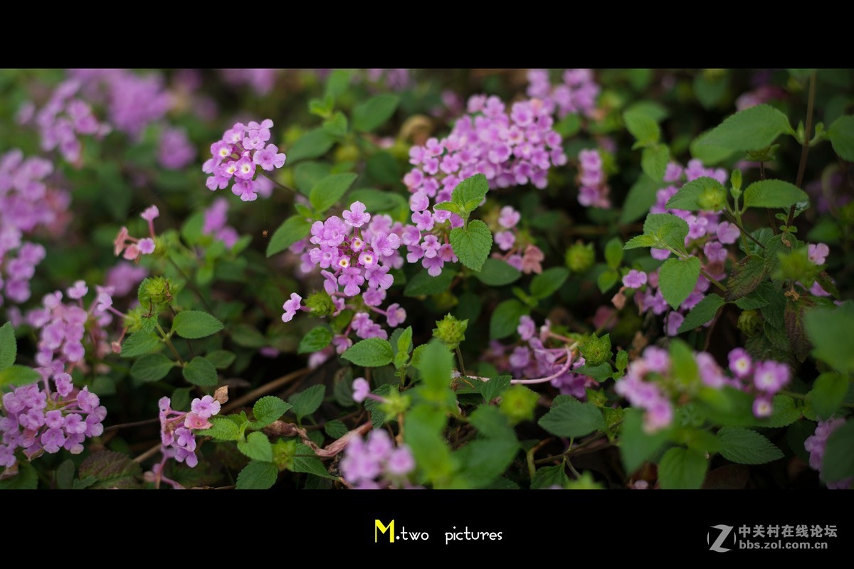 尼康夜之眼 58mm F1.4G 杂锦