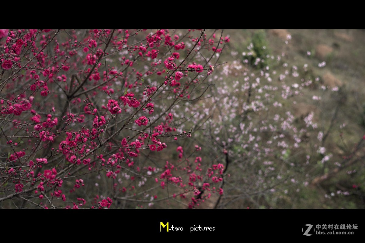 尼康夜之眼 58mm F1.4G 杂锦