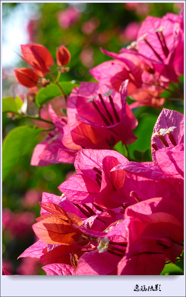 篱笆墙外的那一茬三角梅