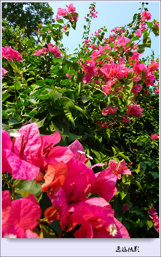 篱笆墙外的那一茬三角梅