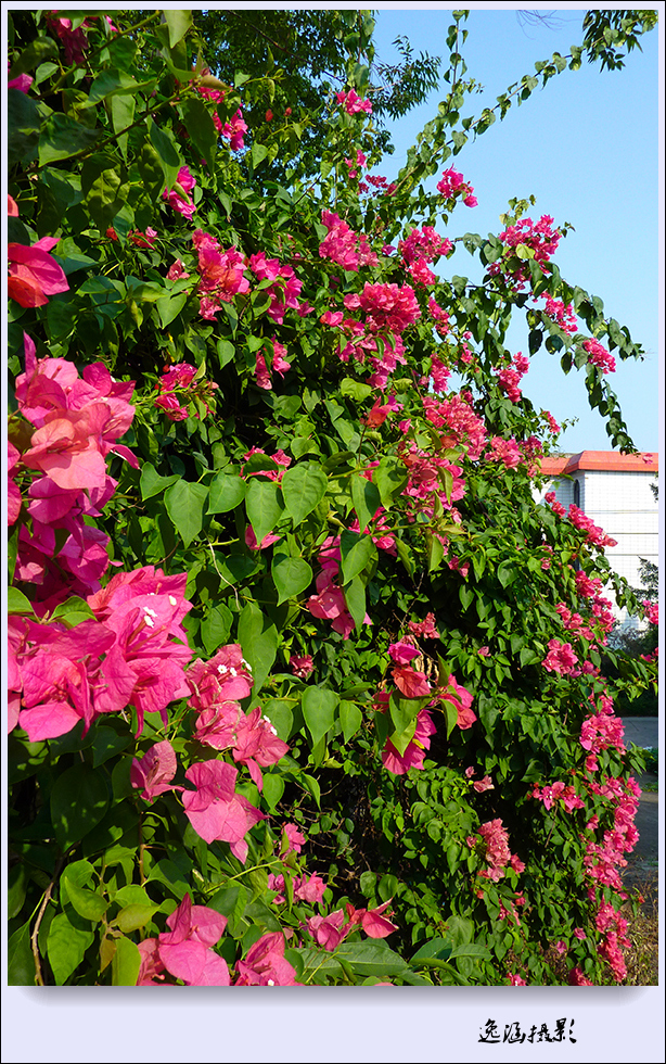篱笆墙外的那一茬三角梅