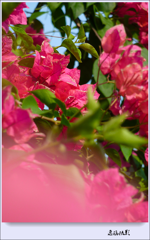 篱笆墙外的那一茬三角梅