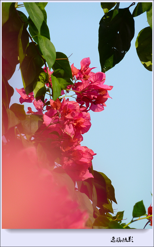 篱笆墙外的那一茬三角梅