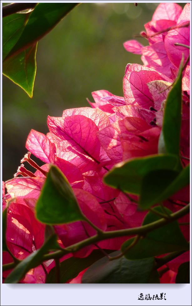 篱笆墙外的那一茬三角梅