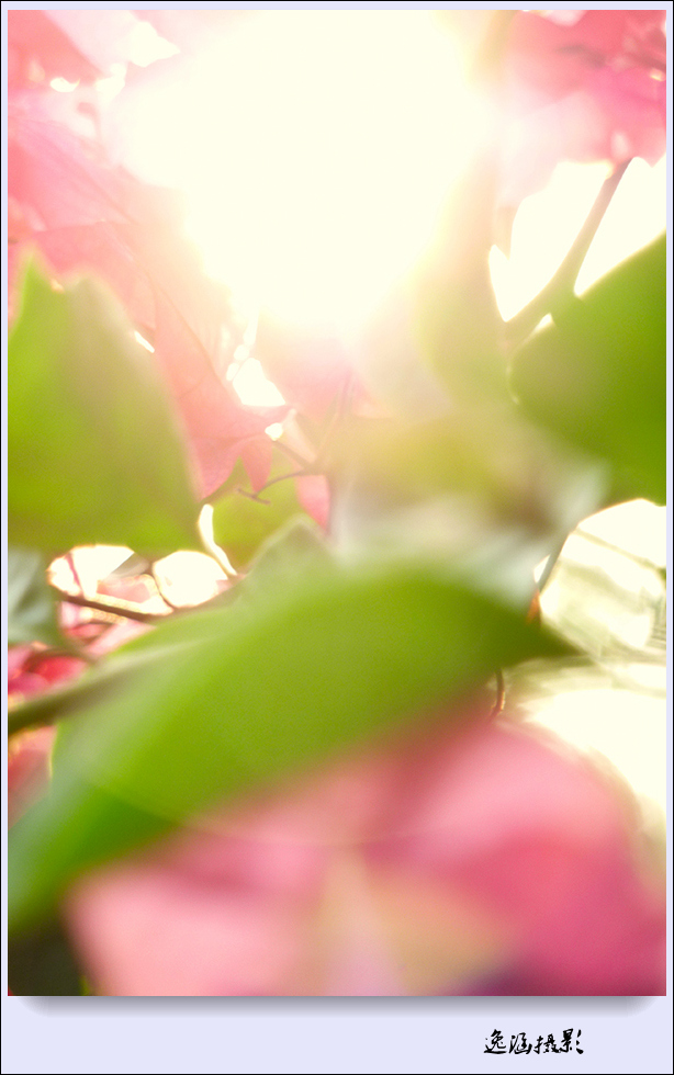 篱笆墙外的那一茬三角梅